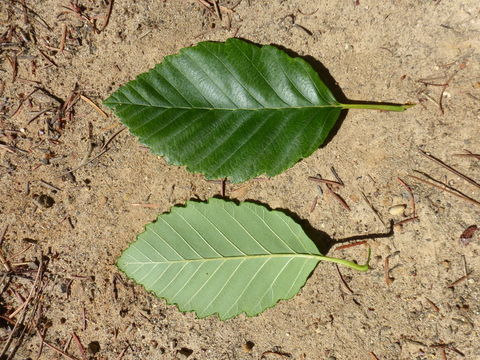 Image of Oregon Alder