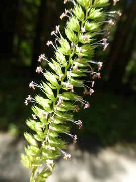 Image of Crested dogstail grass