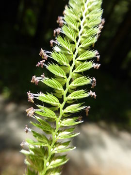 Image of Crested dogstail grass