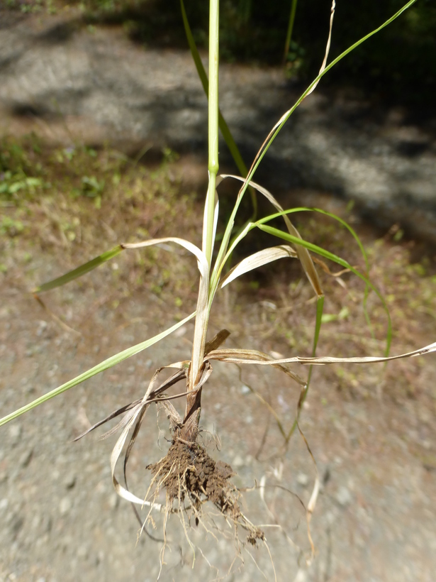 Image of Crested dogstail grass