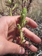 Image of Mojave Indian paintbrush