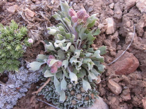 Image of San Bernardino Groundsel