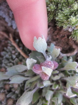 Image of San Bernardino Groundsel