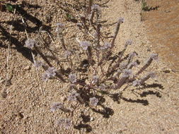 Image of Mojave phacelia