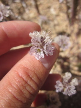 Image of Mojave phacelia