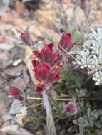 Image of ashgray Indian paintbrush