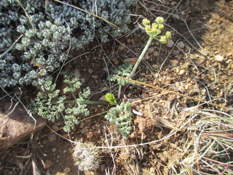 Image of Utah desertparsley