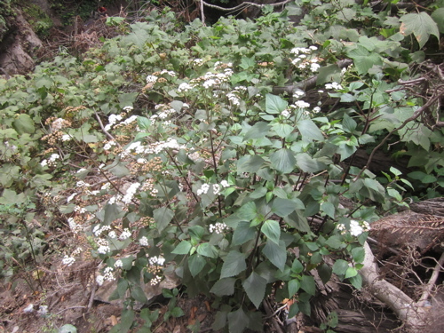 Plancia ëd Ageratina adenophora (Spreng.) R. King & H. Rob.