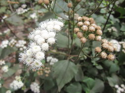 Plancia ëd Ageratina adenophora (Spreng.) R. King & H. Rob.