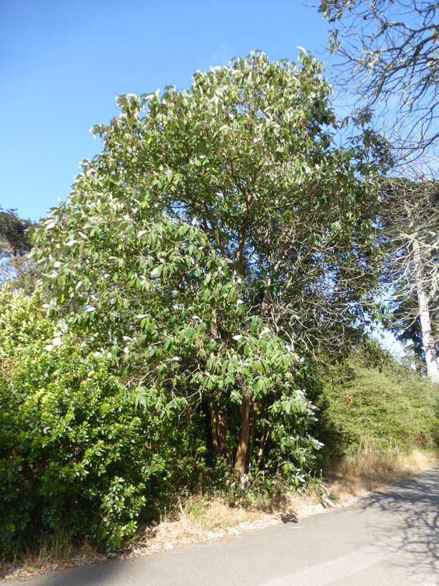 Image of Buddleja cordata Kunth