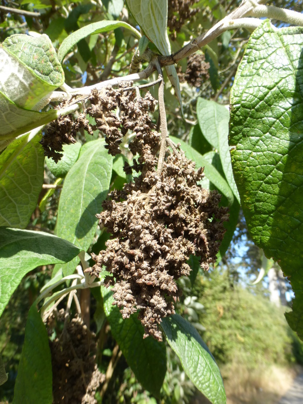 Image of Buddleja cordata Kunth