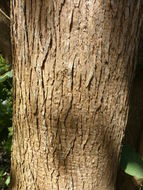 Image of Buddleja cordata Kunth