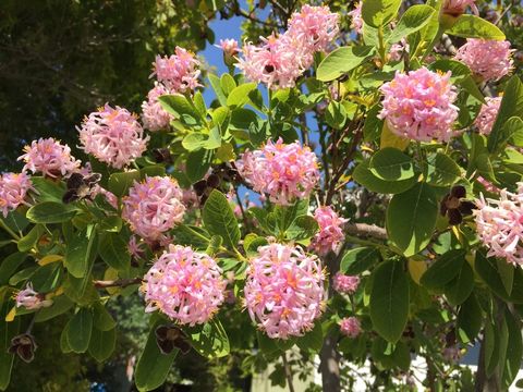 Sivun Dais cotinifolia L. kuva