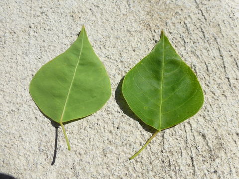 Image of Chinese tallow