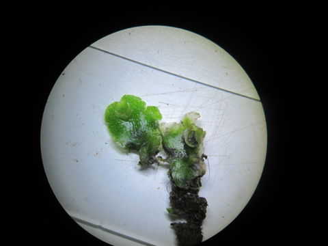 Image of Crescent-cup liverwort