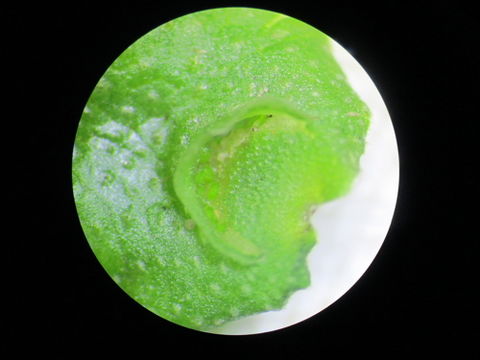 Imagem de Lunularia cruciata (L.) Dumort. ex Lindb.