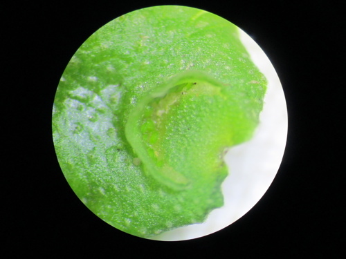 Image of Crescent-cup liverwort