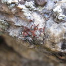 Image of sandwort orange lichen