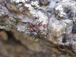 Image of sandwort orange lichen