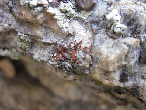 Caloplaca arenaria (Pers.) Müll. Arg. resmi