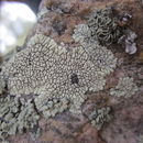 Image of Golden moonglow lichens