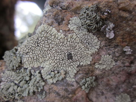 Image of Golden moonglow lichens