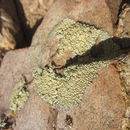 Image of Lecanora sierrae B. D. Ryan & T. H. Nash