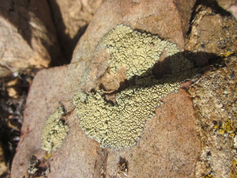 Sivun Lecanora sierrae B. D. Ryan & T. H. Nash kuva