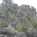 Image of Gold cobblestone lichen