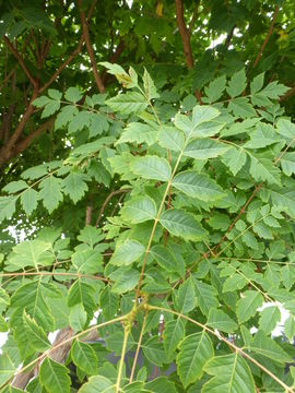 Image of Golden-rain tree