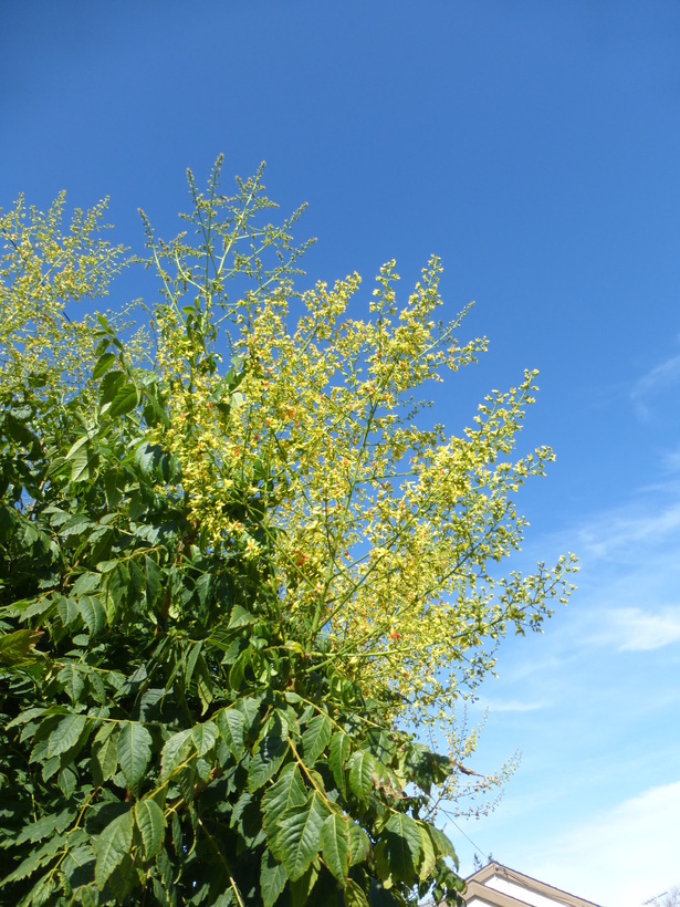 Image of Golden-rain tree