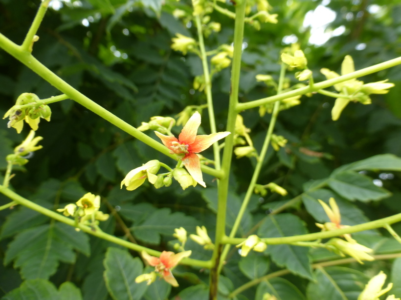 Image of Golden-rain tree