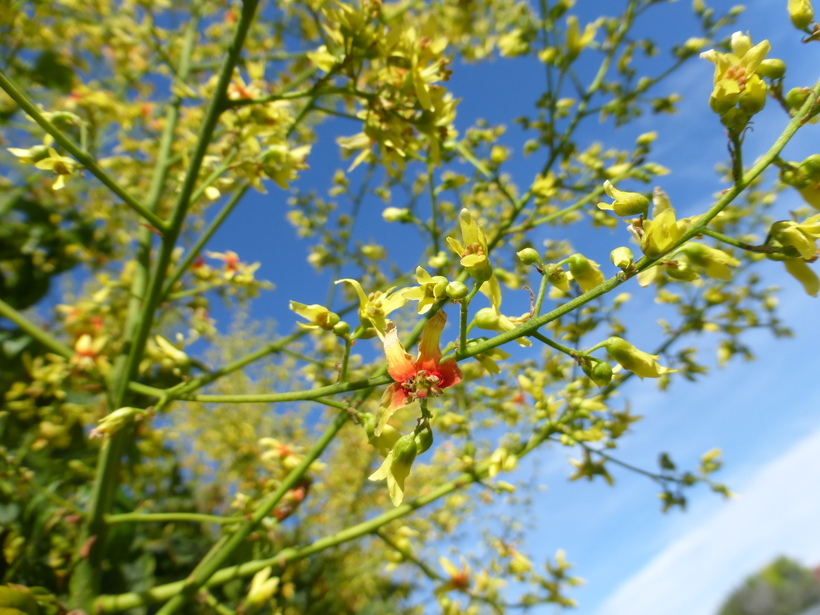 Image of Golden-rain tree