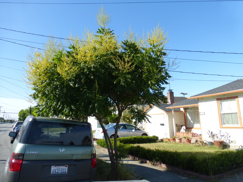 Image of Golden-rain tree