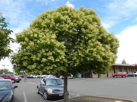 Image of glossy privet