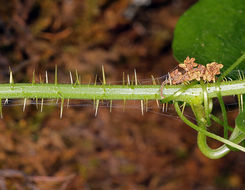 Smilax californica (A. DC.) A. Gray resmi