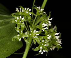 Smilax californica (A. DC.) A. Gray resmi