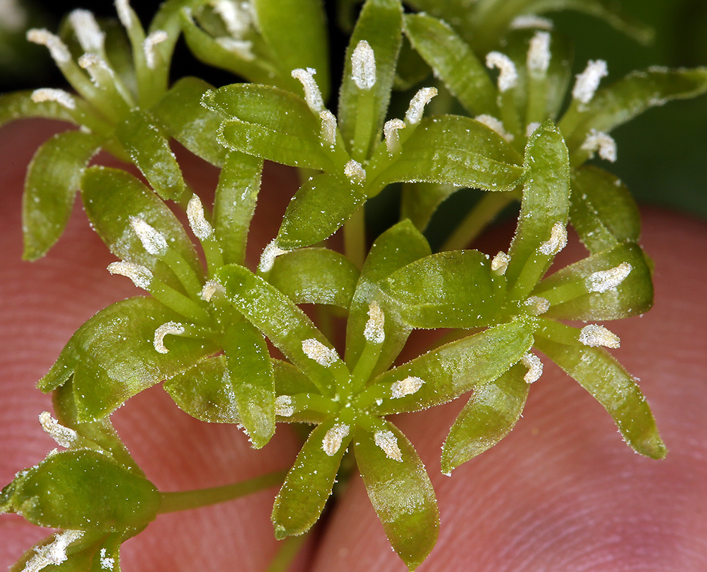 Smilax californica (A. DC.) A. Gray resmi