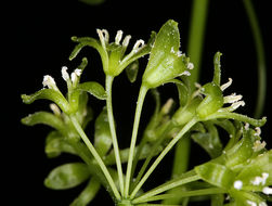 Image de Smilax californica (A. DC.) A. Gray