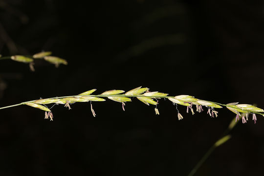 صورة Melica californica Scribn.