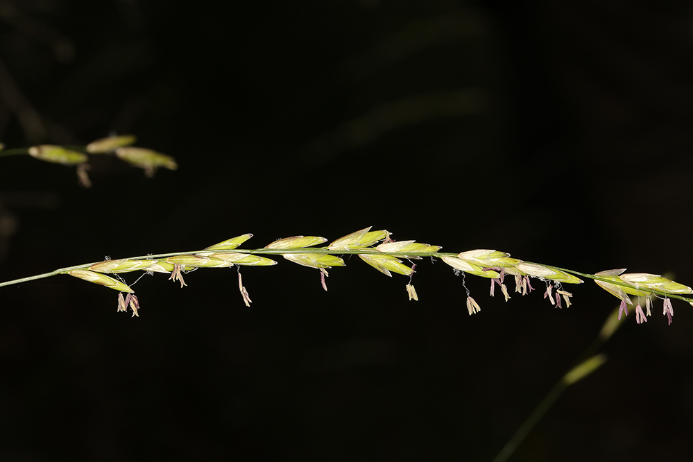 Image of California melicgrass