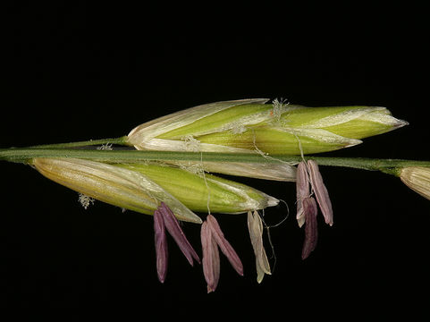 صورة Melica californica Scribn.