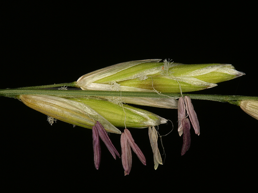 Image of California melicgrass