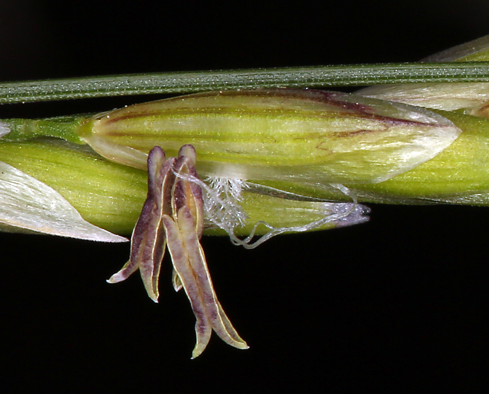 Image of California melicgrass