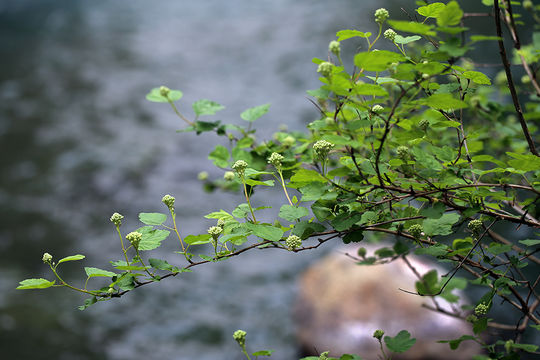 Слика од Physocarpus capitatus (Pursh) Kuntze