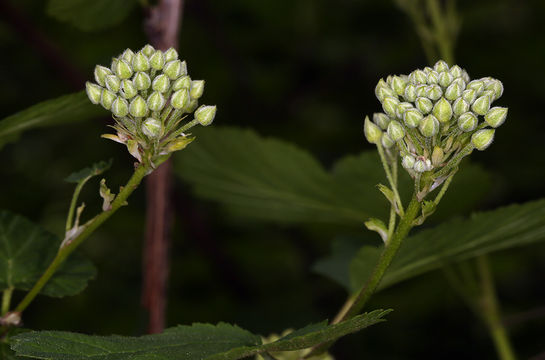 Слика од Physocarpus capitatus (Pursh) Kuntze