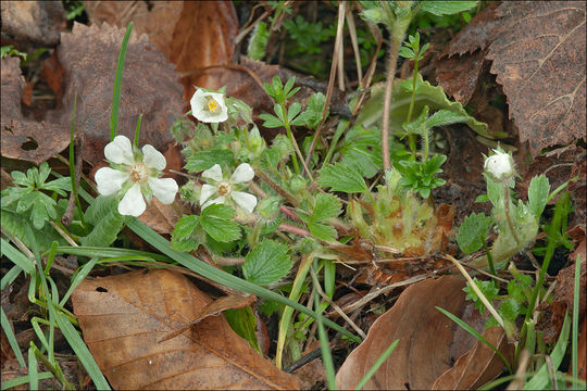 Image of Potentilla carniolica A. Kerner