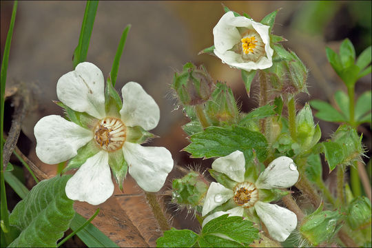 Image of Potentilla carniolica A. Kerner