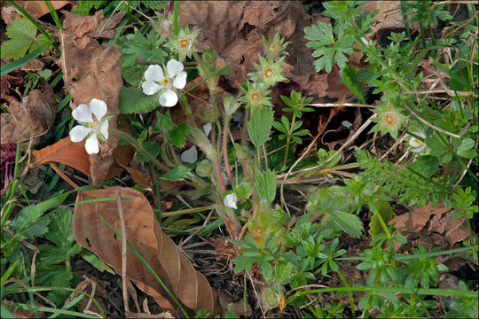 Image of Potentilla carniolica A. Kerner