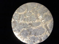 Image of <i>Enchylium coccophorum</i>